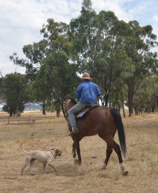 ON THE ROAD AGAIN: Local drover, Jack is calling on motorists to heed warning signs alerting to cattle on the road. Picture: Rebecca Hewson.