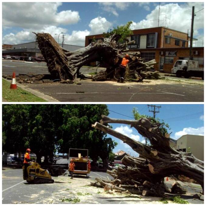 UPROOTED: Young resident Roy Jerrim's photos of the aftermath of the storm in Bundaberg Queensland. Photos: Roy Jerrim.