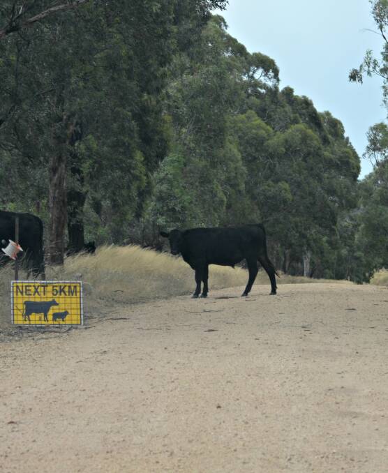 MOSEY ON DOWN THE ROAD: Honking the horn at cattle tends to make them stop and look at where the noise is coming from. Picture: Rebecca Hewson.
