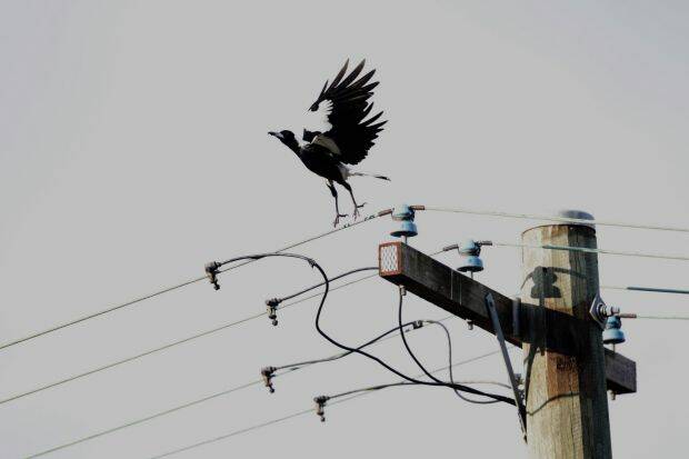 POWER OUTAGE: Residents in North Young were without power briefly on Monday evening after a magpie supposedly flew into a power box. Photo: SMH.