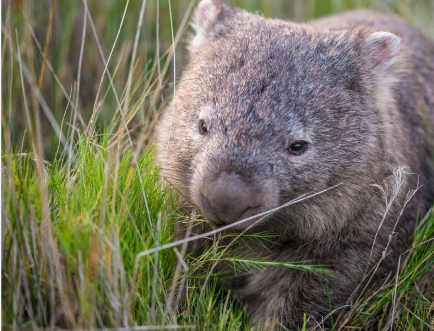A wombat has been spotted around the streets of Young and Wildcare Young are asking for resident's help in finding it. 