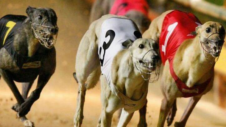 Doggos on track in Young for races