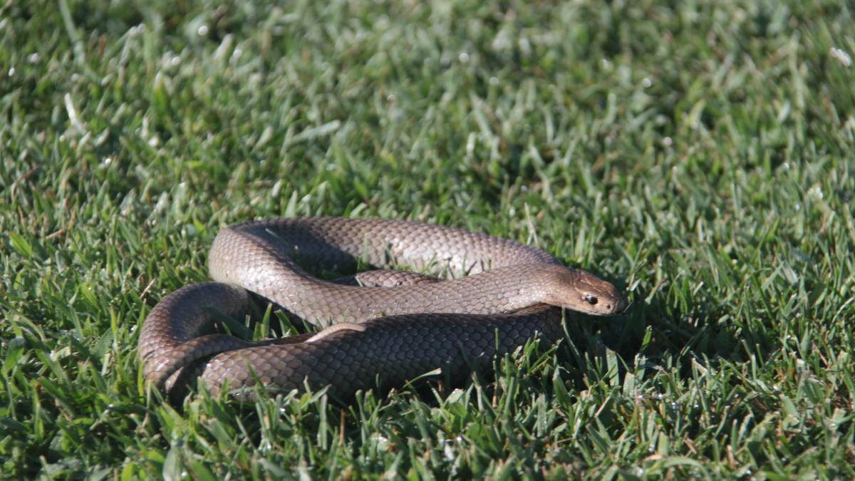 IT'S SLITHERY TIME: The number of snakes found around Young has increased due to temperatures and drought-like conditions.