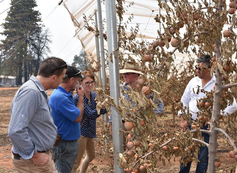 Member for Cootamundra Steph Cooke inspects fire affected orchards.