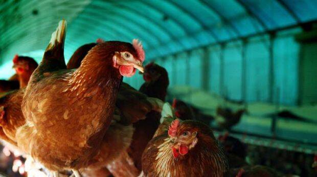 CLUCK UP: Have your say on the poultry industry. Photo:SMH.