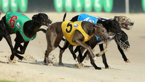 RUNNING HOME: Greyhound racing returned to Young on Saturday night. Photo: Anthony Johnson/SMH.