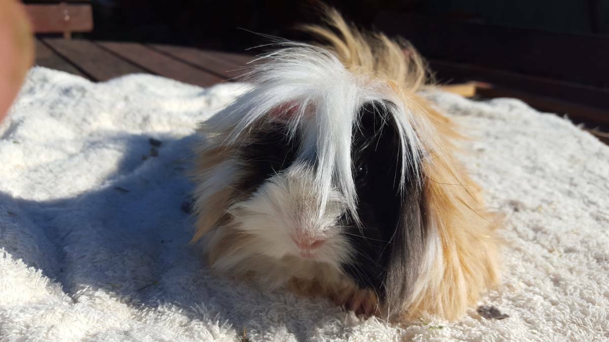 CUTE AND CAVY: The Hilltops Cavy Club will hold its first show this weekend.