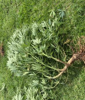 Police allege they discovered eight cannabis plants on the Brock Street property. Photo: Young Police.