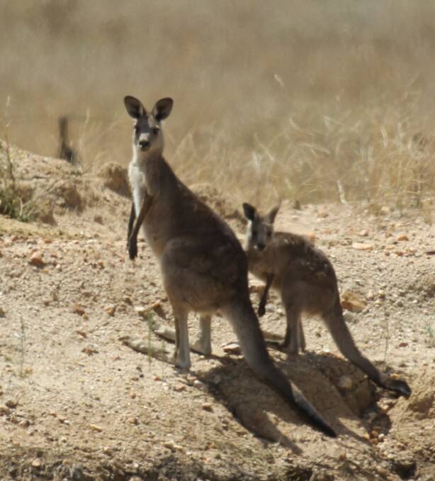 Road Risk: Kangaroos are in over 80 per cent of accidents involving animals.