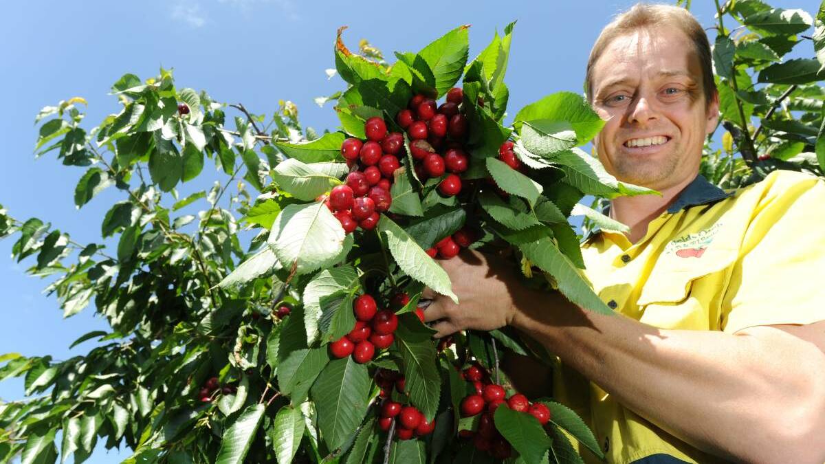 TRADE: Cherry Growers Australia president Tom Eastlake said free trade deals touted as ‘big wins for cherry growers’ had delivered no improvement in market access.