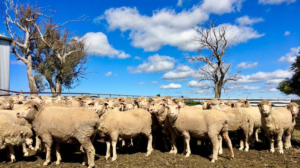 Some of the sheep that were stolen (photo was taken some months ago) from a block of land east of Milvale. Photo supplied by Lachlan Caldwell.