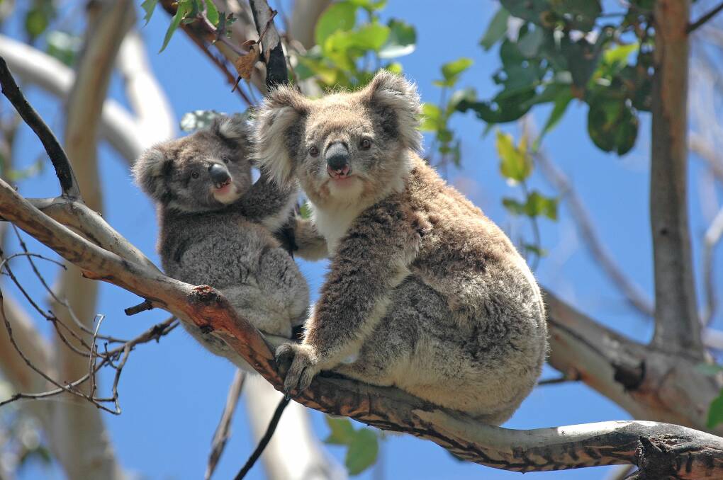 National symbol: While tourists know all about koalas in Australia and have the urge to touch them, koalas prefer you not to.