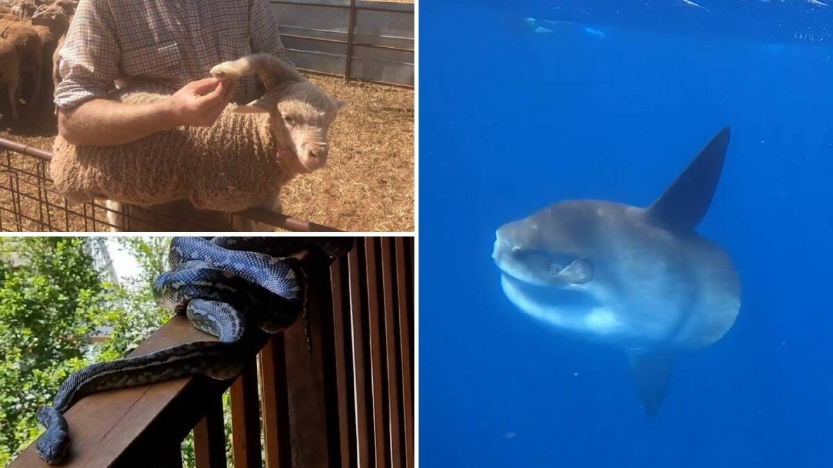 THE WEEK IN VIDEOS: A lamb with an extra leg on its head (top left), snakes stage a bachelorette-style contest (bottom left) and a rare sighting of a mola mola at feeding time (right).