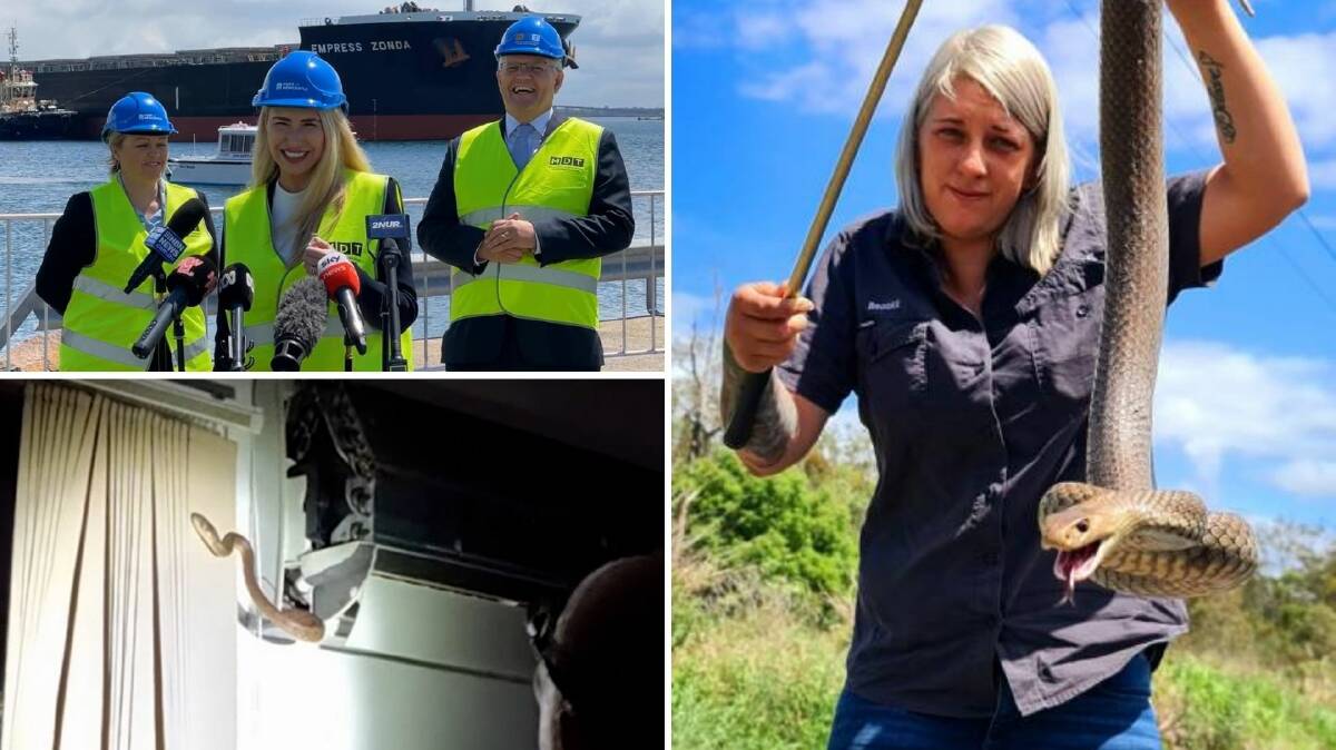 WHAT TO WATCH: Foghorns make an unexpected appearance during the Prime Minister's press conference (top left). Snakes retrieved from air conditioner units (bottom left) and from under sheds on the Sunshine Coast (right).