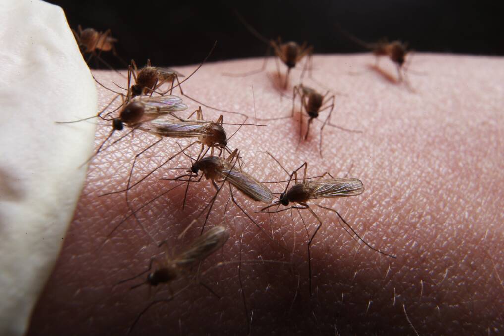 VIRUS ALERT: Murrumbidgee Local Health District has received a record number of reported Ross River Virus cases in January.