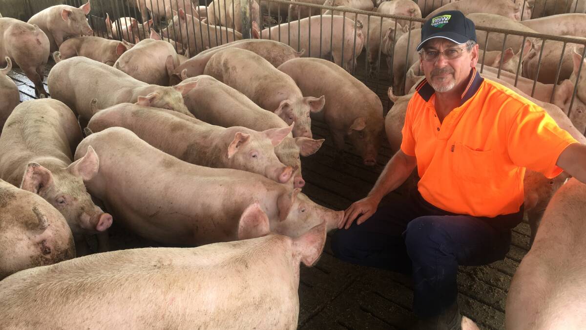 NSW Farmers pork committee chairman Ean Pollard at his Young piggery. Producers are improving biosecurity to reduce risk of swine fever.