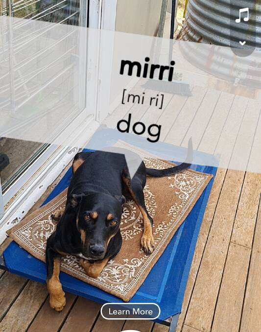 Mirri is the word for dog in Wiradjuri.