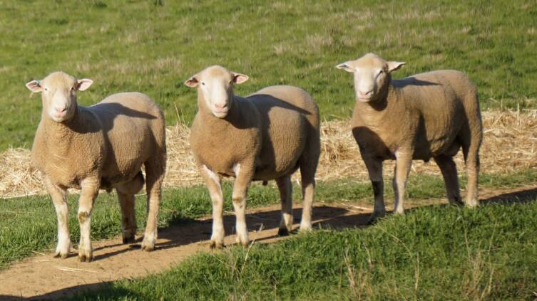 Gromark Genetics rams on offer to breeders this Sheep Week