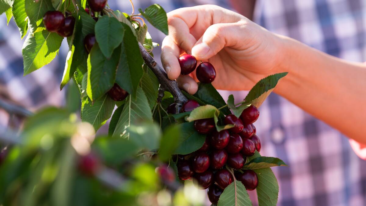 Young's cherry trees are the healthiest they've been in recent years meaning the 2021 harvest could be massive. Photo: Hilltops Council