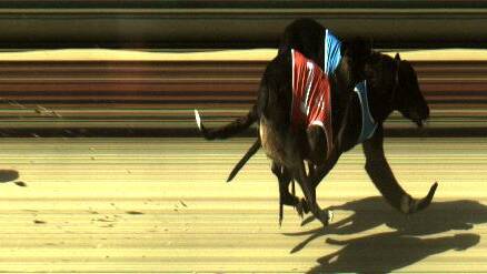 Emperor Izmir (blue rug) gets home on debut. Photo: thedogs.com