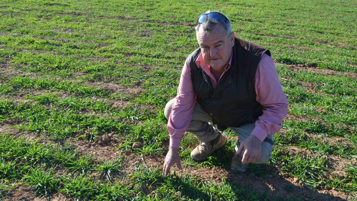 Elders Young agronomist Michael Marchant in a paddock of oats at a property near Quandialla, showing areas north-west of Young aren't as fortunate as near Young.