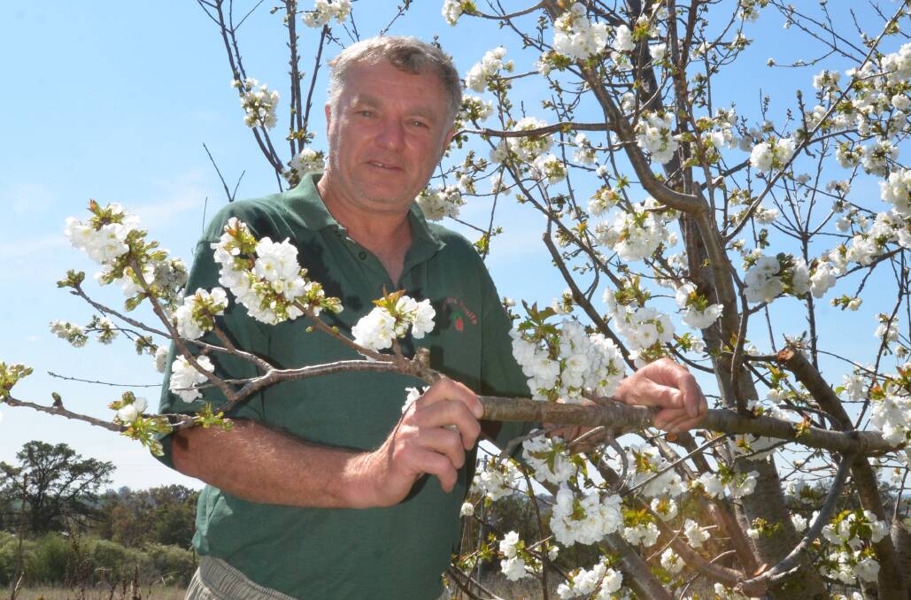 Young cherry grower Scott Coupland pictured in his orchard Yarrawa, Young.