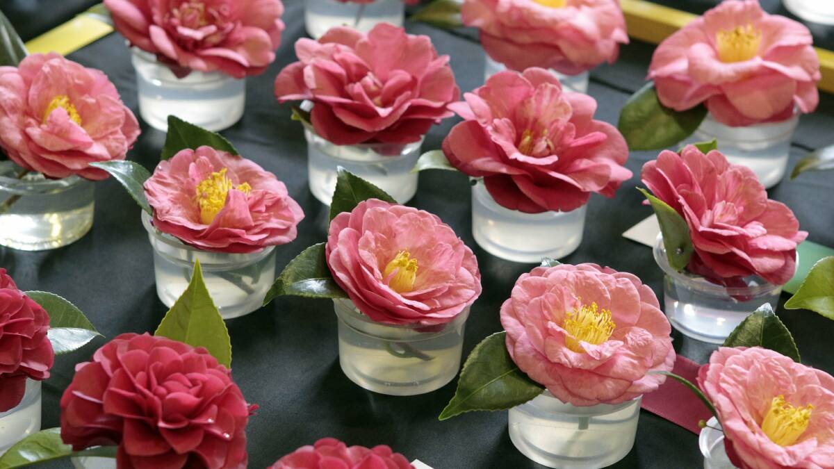 A selection of camellia entries at one of Young's previous events. This year's National Show could attract more than 1000 entries.