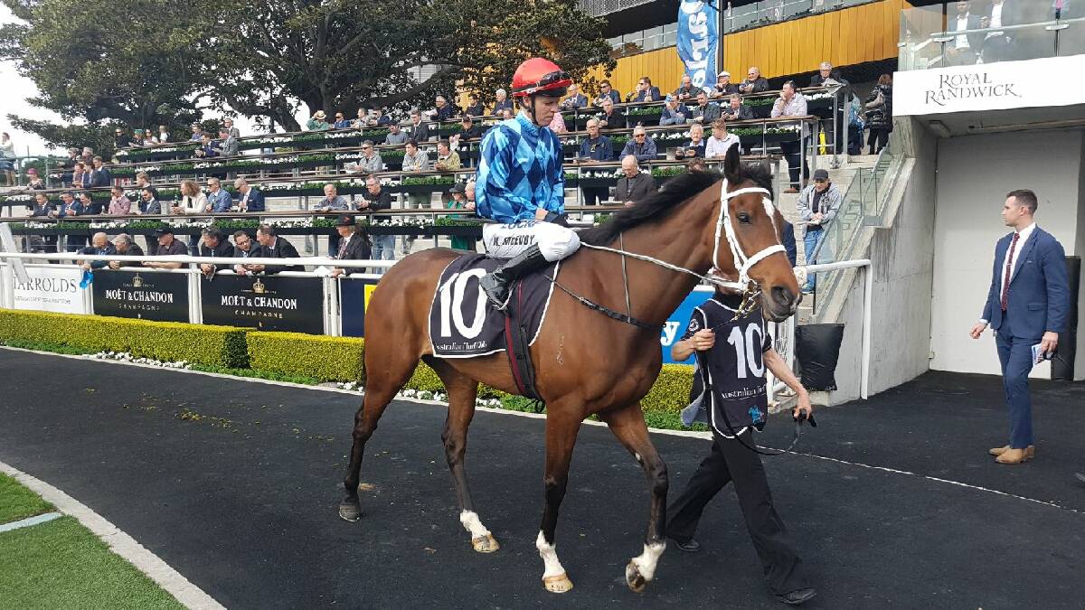 Bred and reared in Young, Youngstar has been sold after winning the group one Queensland Oaks and after two runs in the Melbourne Cup. Photo is supplied