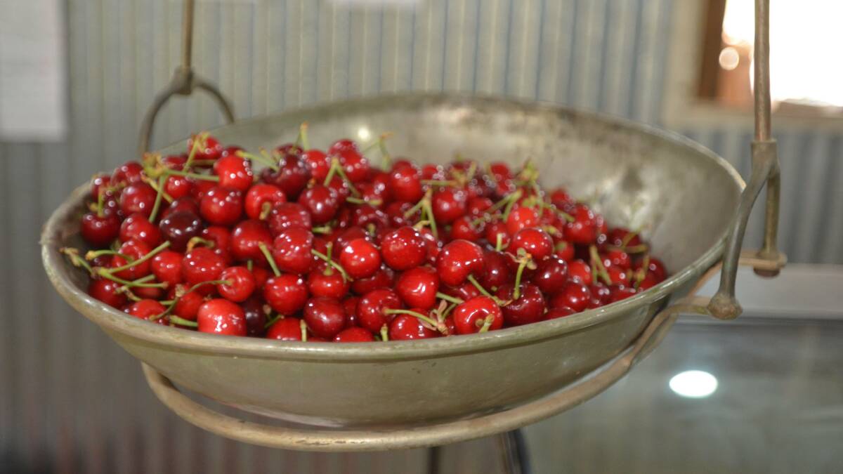 Talking Tourism: tourists flock to Young for cherries