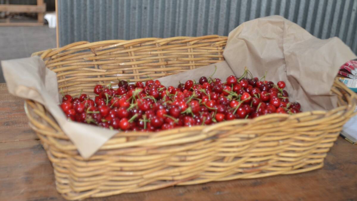 A COVID-safe and virtual activity program will promote Young and feature the cherry harvest in the absence of the National Cherry Festival in 2020. Photo: file
