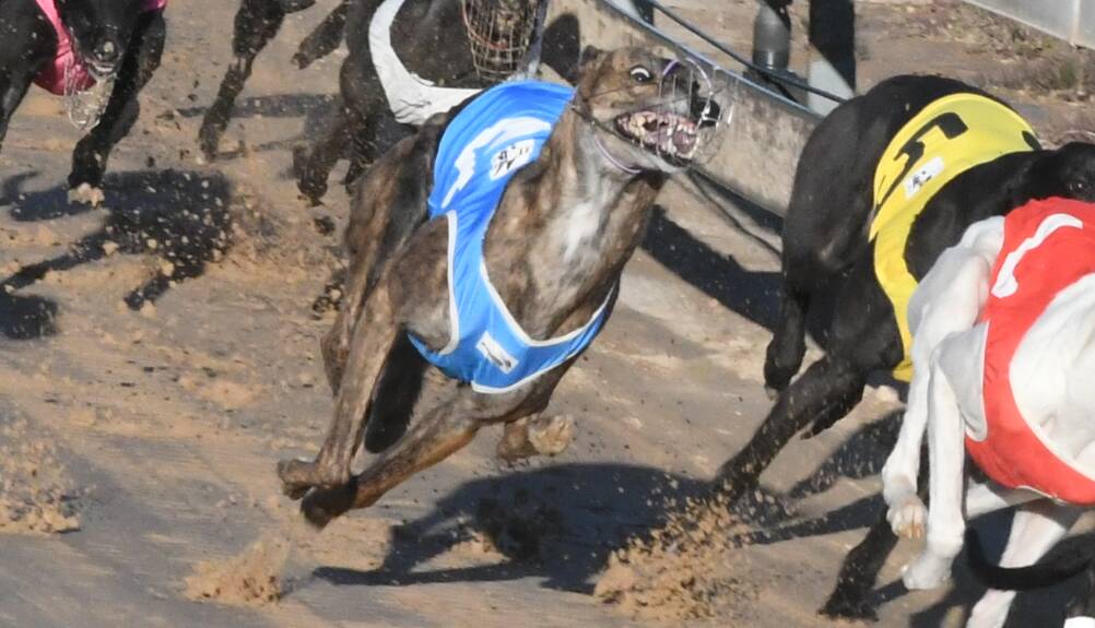 Gotta Be Mac, pictured in action at Bathurst's Kennerson Park during August last year, posted career win number 12 on Monday. Photo: Chris Seabrook