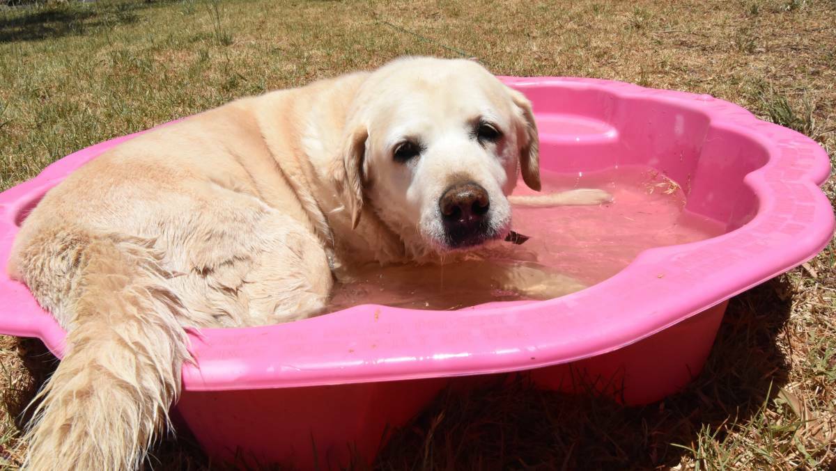 It's not just humans feeling the heat this summer. Photo: Mark Logan
