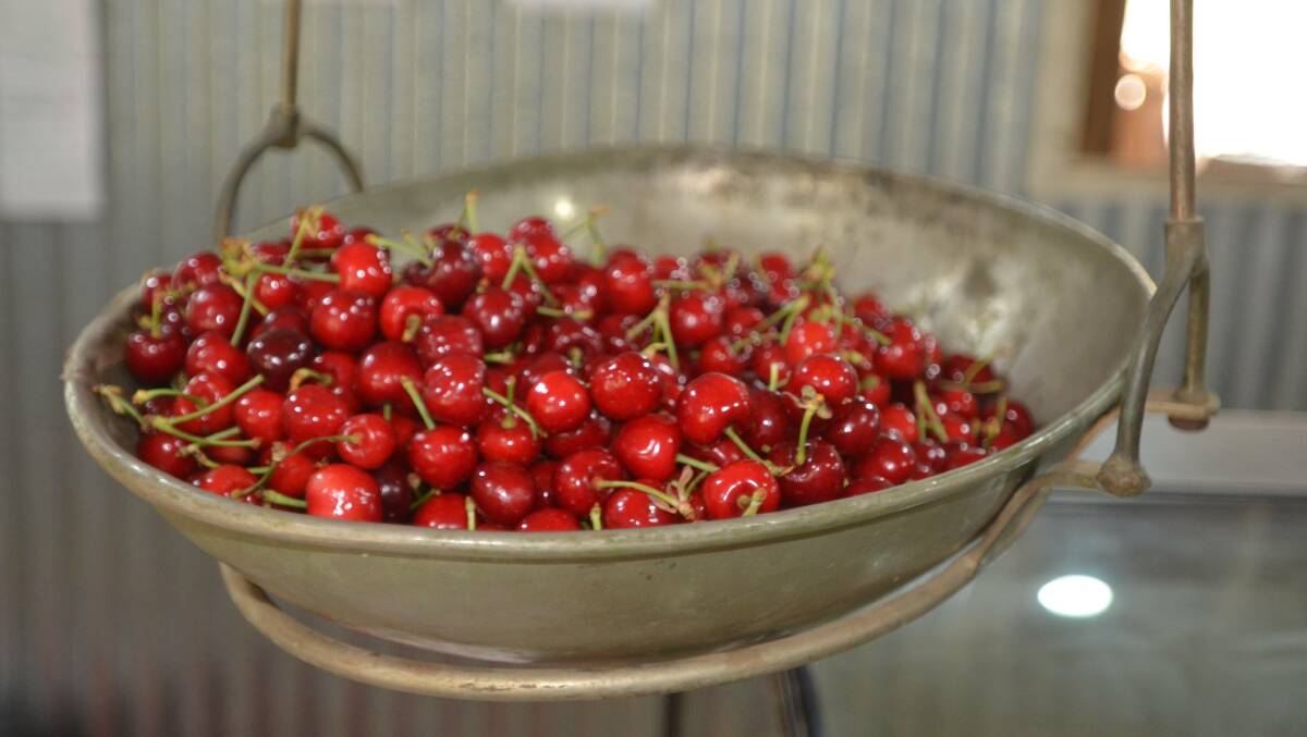 Cherries will be in abundance across the district for the festival weekend.