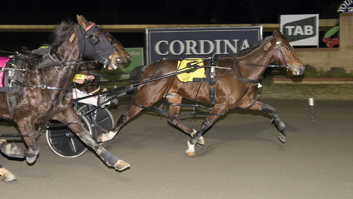 Josie Ella for David and Blake Micallef wins at Young Paceway last week. They'll be back in action on Tuesday night. Photo: Martin Langfield