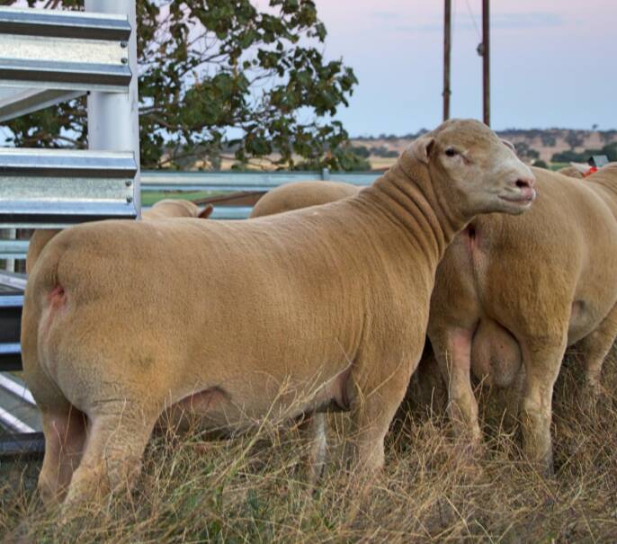 The Springwaters Poll Dorset stud will offer 180 rams at its annual ram sale on October 4.