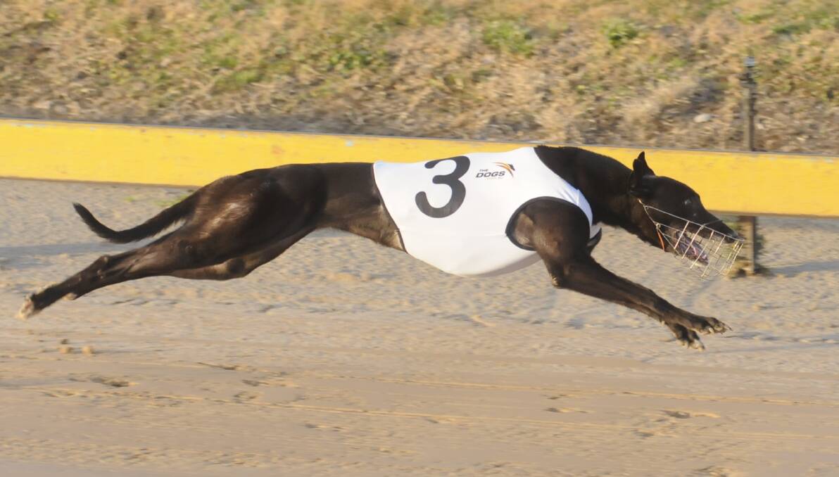 Cowra trainer Rodney McDonald's trained Hide The Kitty will race in Saturday's Young Mini Dig Ray Henry Final. 