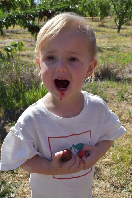Maja Ginn, 2, enjoying some lovely ripe cherries from Hillview Cherry Orchards. Photo: Peter Guthrie