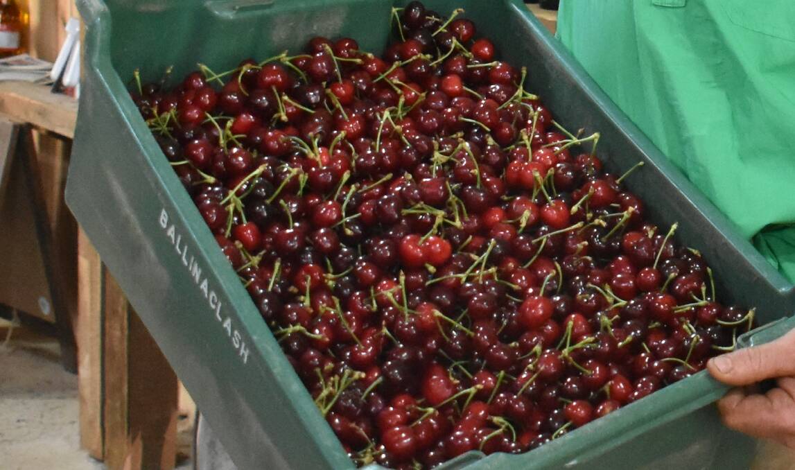 Rain over the weekend hasn't hurt Young's cherry growers.
