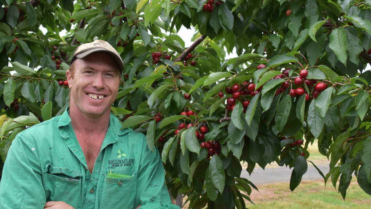Ned Mullany from Ballinaclash inspects an
early variety of cherry this week. Photo: Peter Guthrie