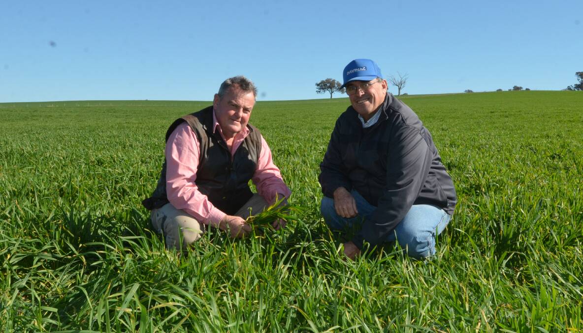 David McMillan's paddock of kittyhawk grazing wheat has withstood the lack of winter rain thanks to the 270mm of rain Young received earlier in the year. He's pictured with Elders Young agronomist Mick Marchant.