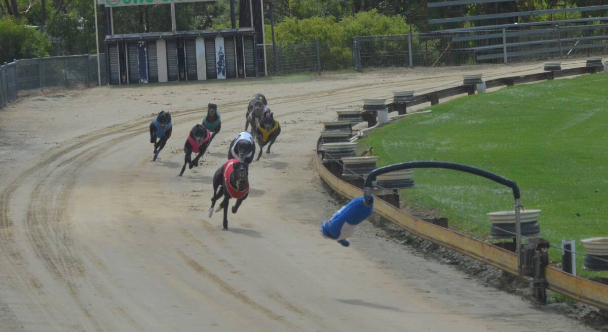 Racing at the Young greyhound track earlier this year. Racing returns on Saturday, July 20 from 1pm.