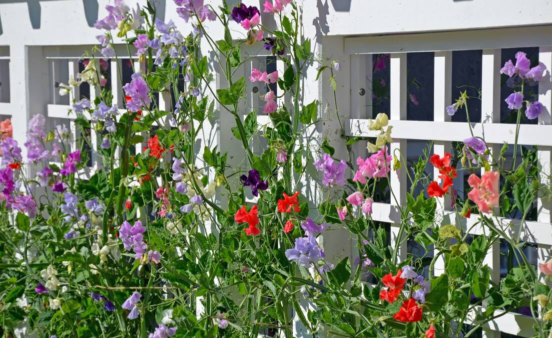 Colorful sweet pea flowers growing on trellis. Picture: Shutterstock.