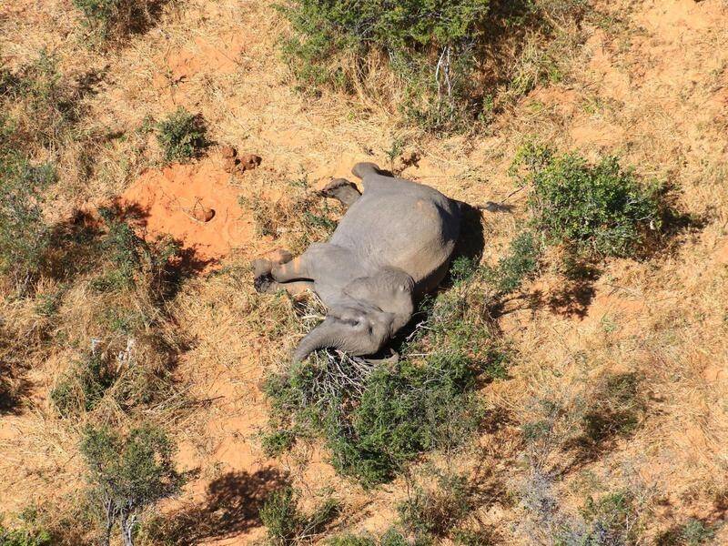 Botswana officials say they cannot rule out anything yet as they investigate elephant deaths.
