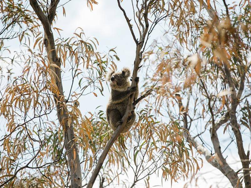 More protected land for koalas has been set aside on the NSW north coast.