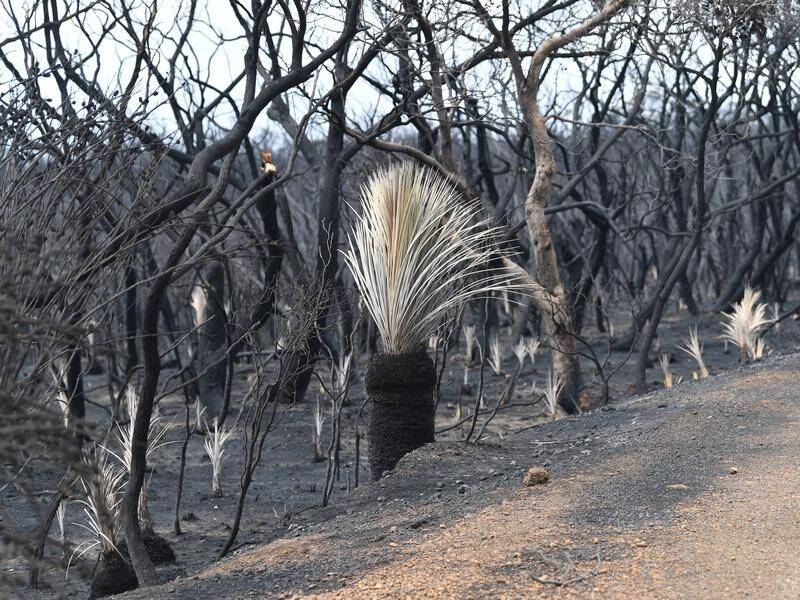 Much of the western half of Kangaroo Island was burnt out during the bushfires in SA.