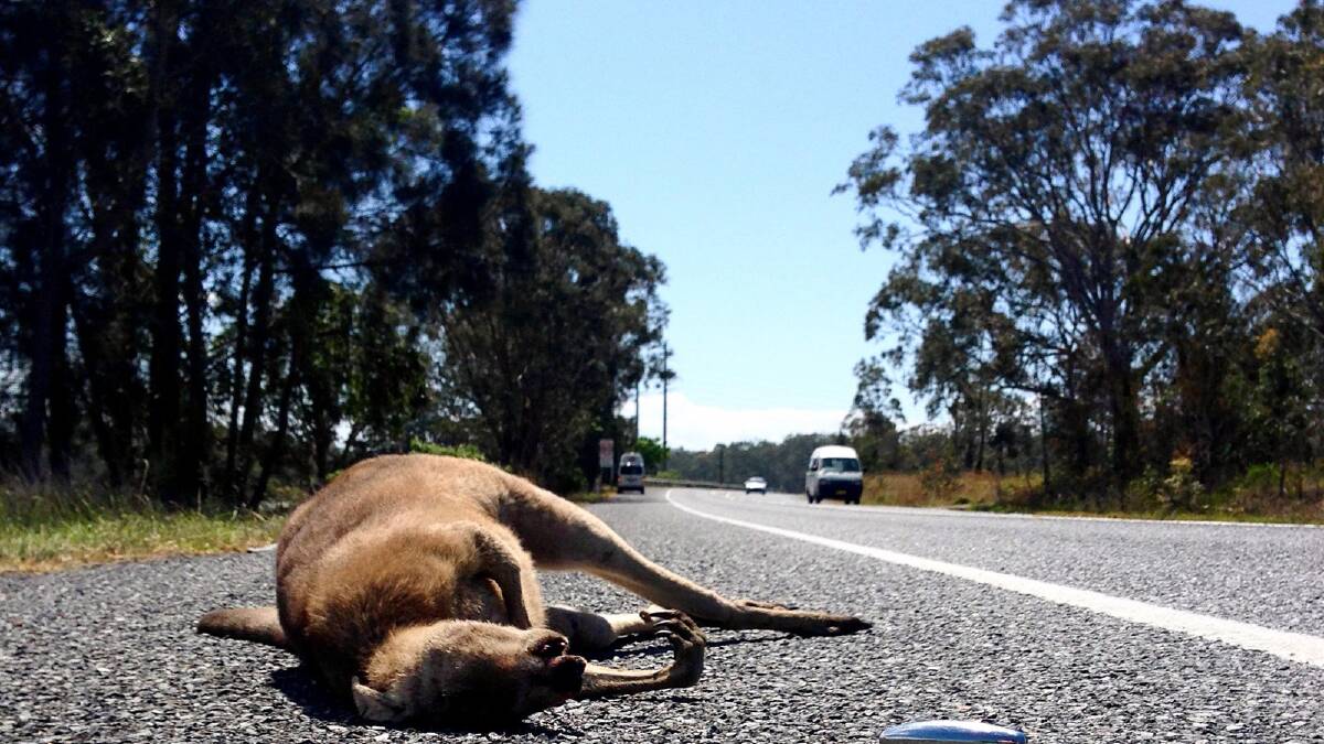 HOTSPOTS: Kangaroos accounted for 92.5 per cent of the top five most commonly hit animals on the road.Photo: SIMONE DE PEAK